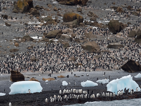 Huge colonies of adelie and gentoo penguins on the stunning glacial landscapes of Brown Bluff on the Antarctic peninsula, Antarctica