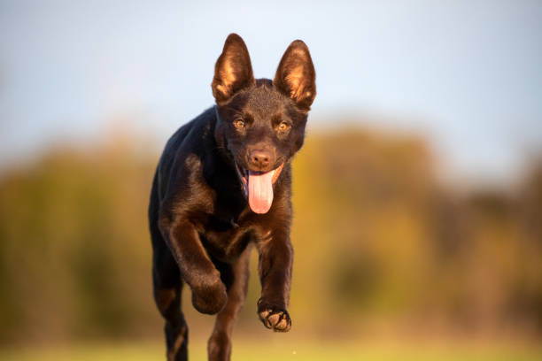 istock Happy Australian Kelpie Puppy Close-up 1381067857