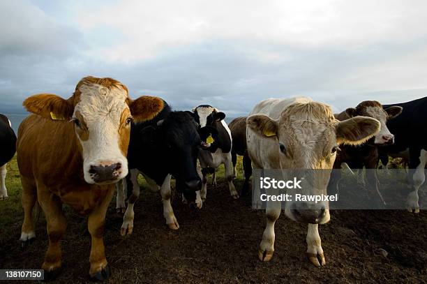 Curioso Di Mucche - Fotografie stock e altre immagini di Bovino domestico - Bovino domestico, Pascolo, Agricoltura