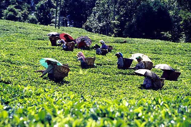 tea pickers harvesting the finest grade tea leaves, In the Himalayas, Darjeeling, India.