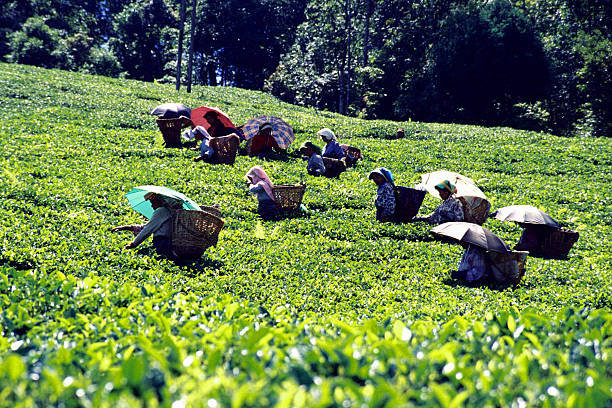 darjeeling plantação de chá. - tea crop picking indian culture tea leaves imagens e fotografias de stock