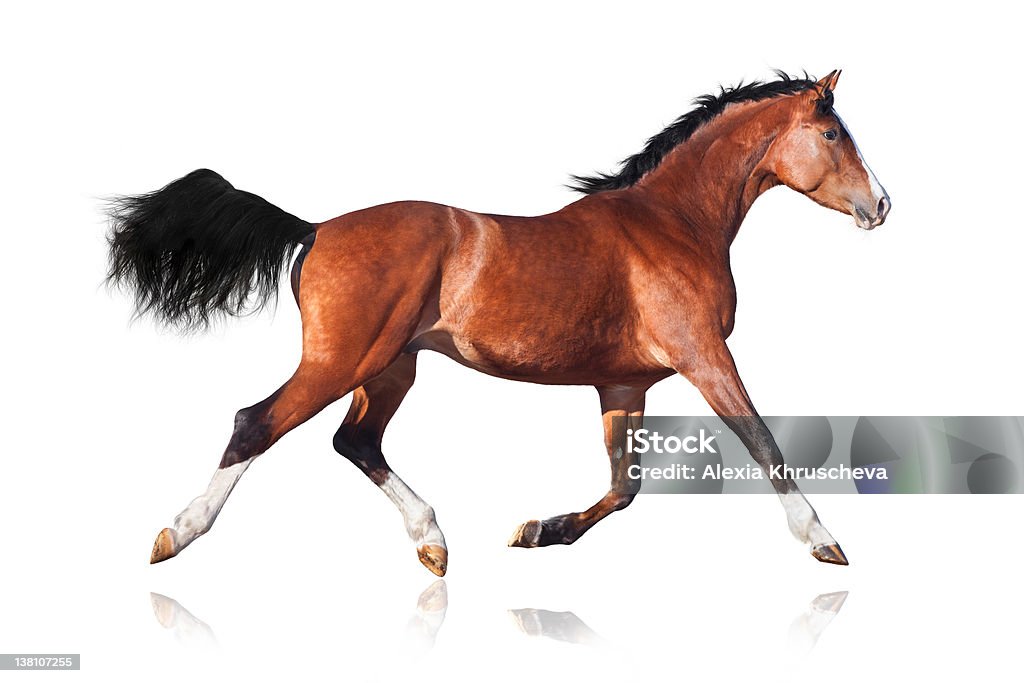 Caballo Trakehner trot - Foto de stock de Fondo blanco libre de derechos