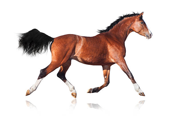 istock Trakehner horse trot 138107255