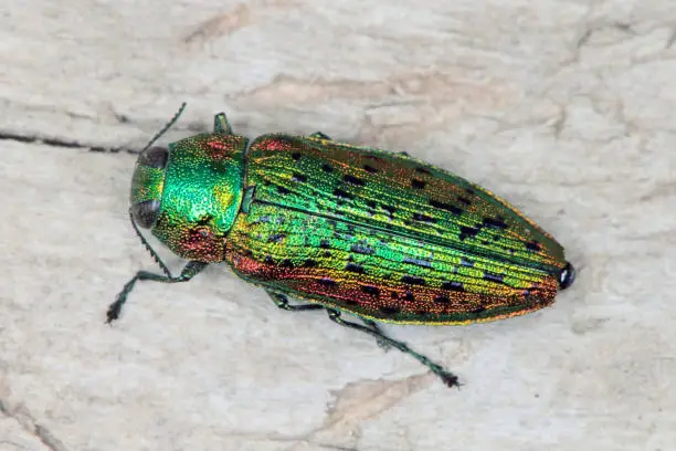 Elm tree jewel beetle Lamprodila decipiens. A colorful insect species occurring in Europe in its natural environment.