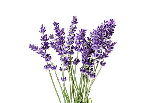 istock Bundle of lavender flowers isolated on white 138107794