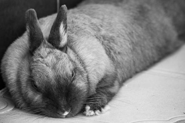 istock Bunny rabbit laying down for a nap black and white 1381079484