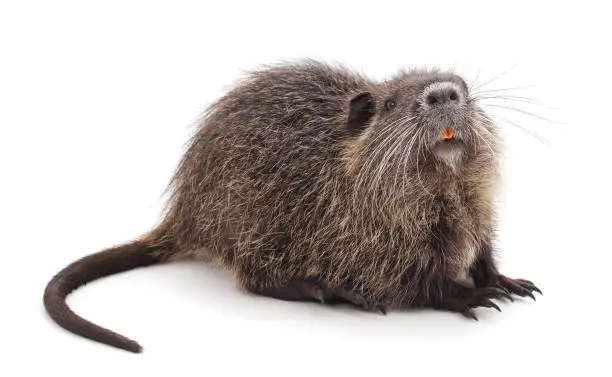 One brown nutria isolated on a white background.