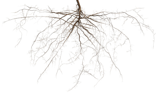 Roots isolated on white. 3D renderd, extremly high detailed image of a plants root system.  Zoom in and have a look.