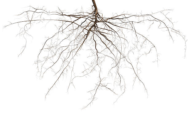 Root Roots isolated on white. 3D renderd, extremly high detailed image of a plants root system.  Zoom in and have a look. tangled photos stock pictures, royalty-free photos & images