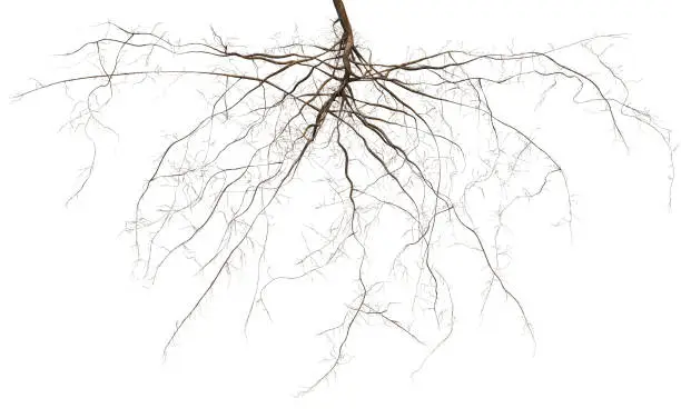 Photo of Root