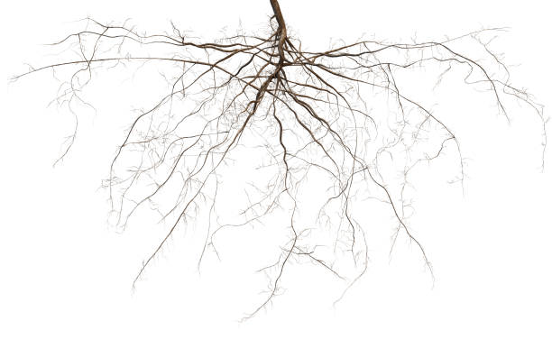 корень - root стоковые фото и изображения