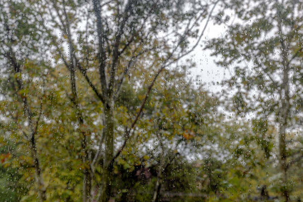 Raindrops on a house window with blurred view of top of trees in the background.