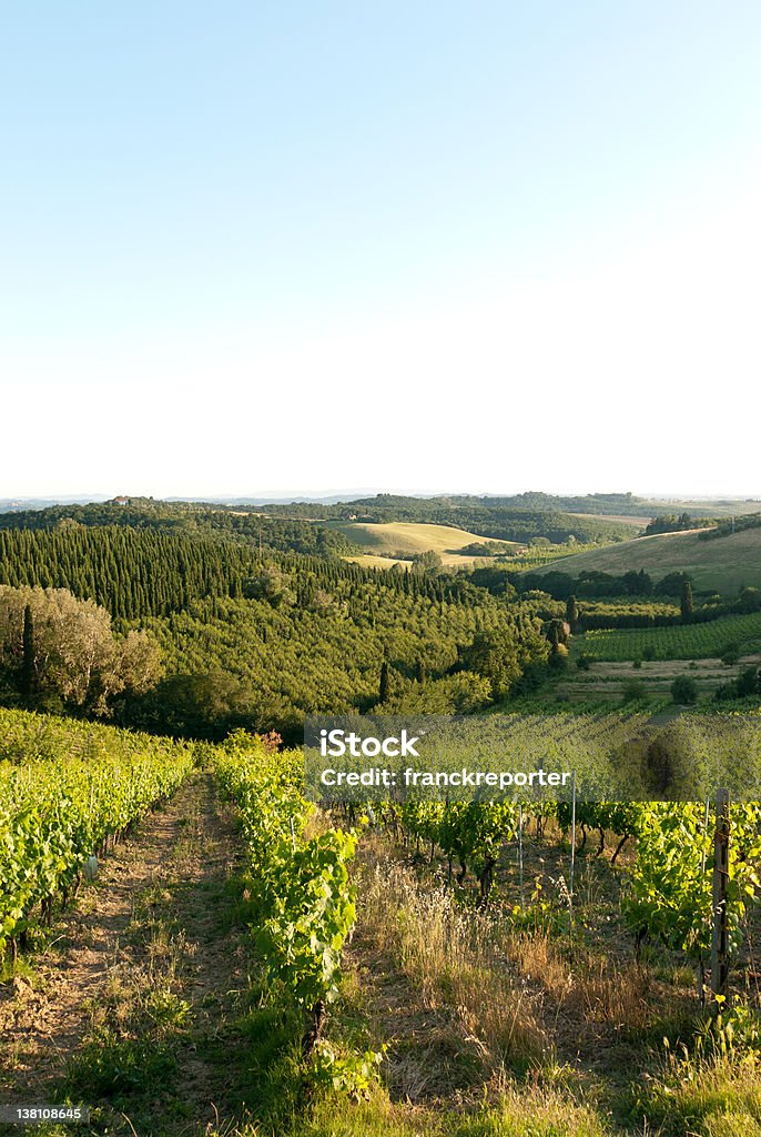 Ländlicher Weinberg-Landschaft bei Sonnenuntergang - Lizenzfrei Agrarbetrieb Stock-Foto