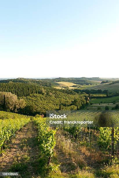 Photo libre de droit de Vignoble Paysage Rural De La Campagne Au Coucher Du Soleil banque d'images et plus d'images libres de droit de Agriculture