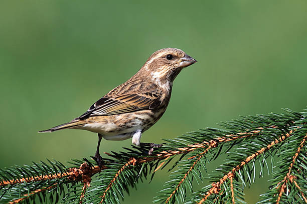 istock Purple Finch (Carpodacus purpureus) 138108670