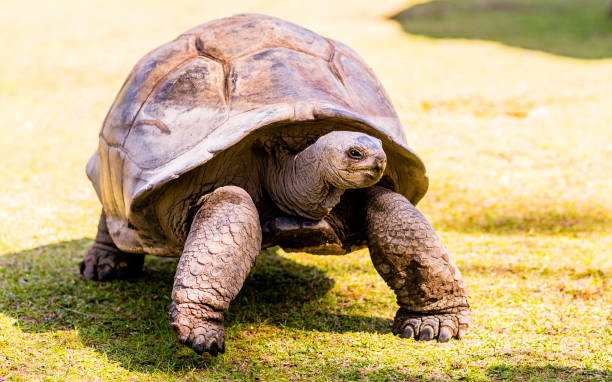 istock An Aldabra giant tortoise in Curieuse island 1381094567