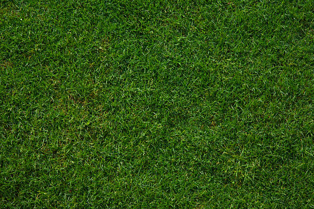 istock Wet French Grass beautiful background 138109580