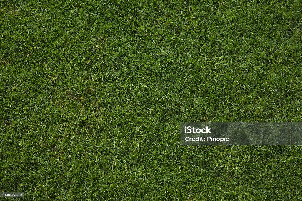 Wet French Grass beautiful background French grass  is softer to touch and grows faster that is why is used in sport fields. Agricultural Field Stock Photo