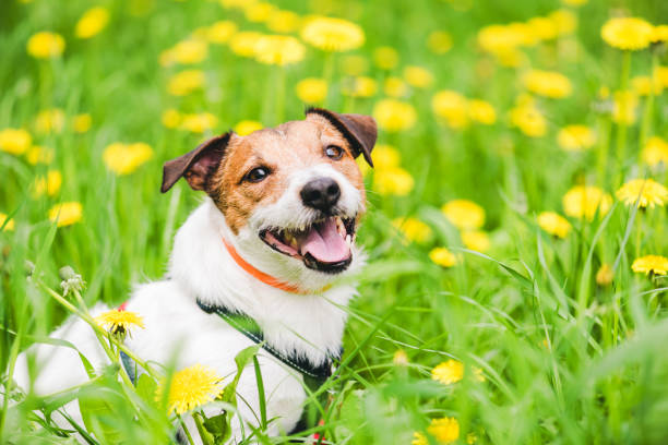 cane che indossa un collare anti parassiti per prevenire gli attacchi dei parassiti durante la stagione primaverile - tick dog flea pets foto e immagini stock