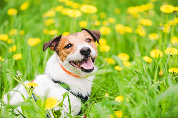 cão usando coleira anti pragas para evitar ataques de parasitas durante a temporada de primavera - tick dog flea pets - fotografias e filmes do acervo