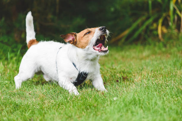 隣人の犬の遠吠え、泣き言、大声で吠える大声で裏庭で迷惑な音を立てる - bark ストックフォトと画像