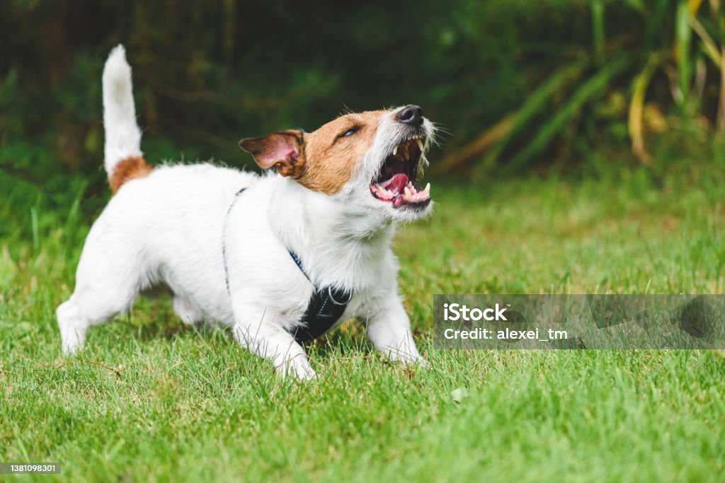 Neighbour's dog howling, whining and barking loudly making annoying noise at backyard Aggressive Jack Russell Terrier dog barking Barking Animal Stock Photo