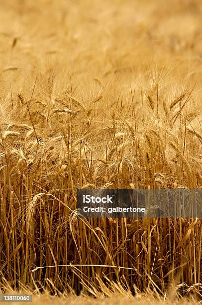 Пшеничное Поле — стоковые фотографии и другие картинки Без людей - Без людей, Богатство, Вертикальный