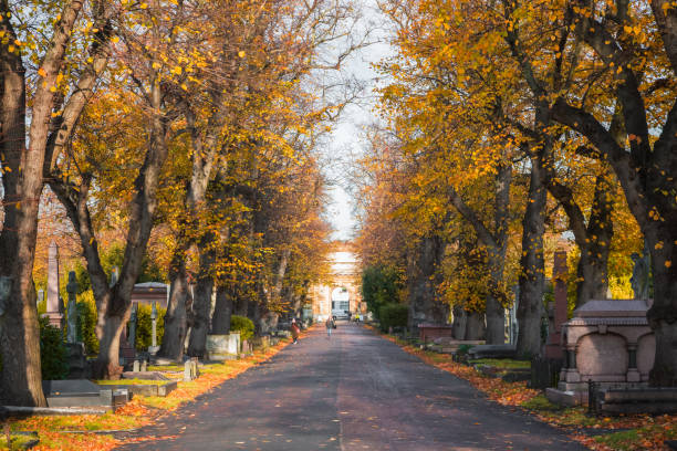 London, UK - 13 November, 2021 - Tree lined avenue in Brompton cemetery during autumn season