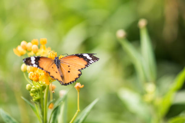 Monarch butterfly enjoying a native tropical milkweed in the natural surroundings of Orlando Wetlands Park in central Florida.  The park is a large marsh area which is home to numerous birds, mammals, and reptiles.
