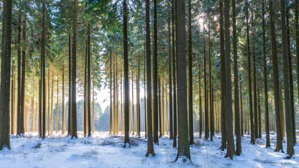 istock The sun shines on a clearing behind a coniferous forest in winter 1381132887