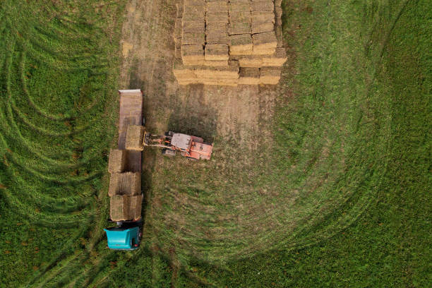 istock Hay Trailer with round bales. Front end loader unloading round bales. Store hay at farm. Hay rolls as Forage feed for beef and dairy cattle, sheep and horses. Making hay in autumn season. 1381138754