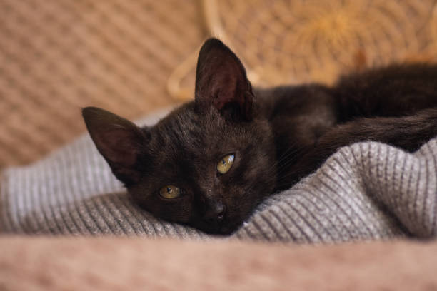 Little cat on a pastel colored pillow. Concept stay home. Kitten relaxing on soft grey knitted background.