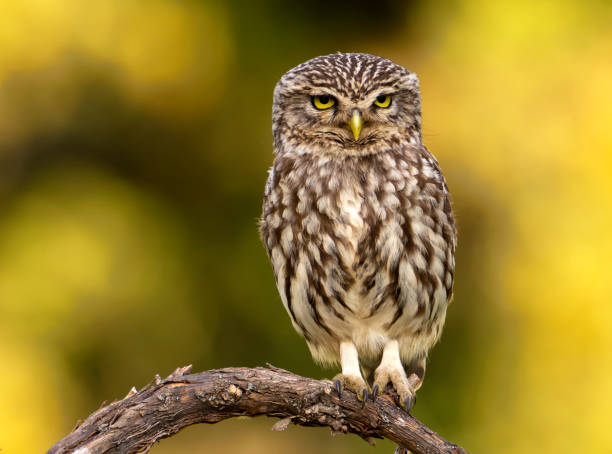 istock A little owl perched on a branch. 1381139297