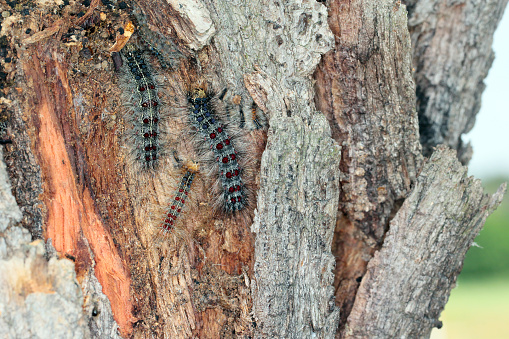 Caterpillars of the gypsy moth (Lymantria dispar). It is a dangerous pest of trees in forests, parks, roadside and other alleys