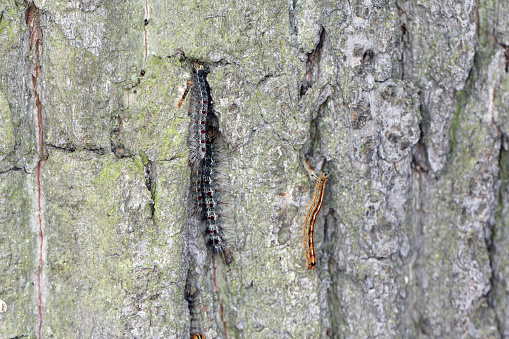 Caterpillars of Lackey (Malacosoma neustria) and the gypsy moth (Lymantria dispar) - dangerous pests of trees in forests, parks, roadside and other alleys