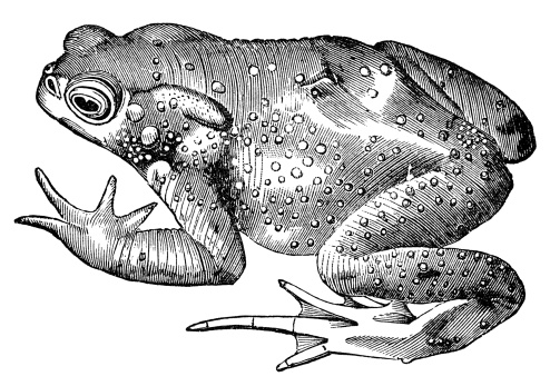 The common toad, vintage illustration. Sourced from antique book \