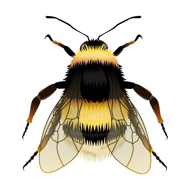 Bumblebee vector drawing, top view. Highly detailed vector hand drawn illustration. bee costume stock illustrations