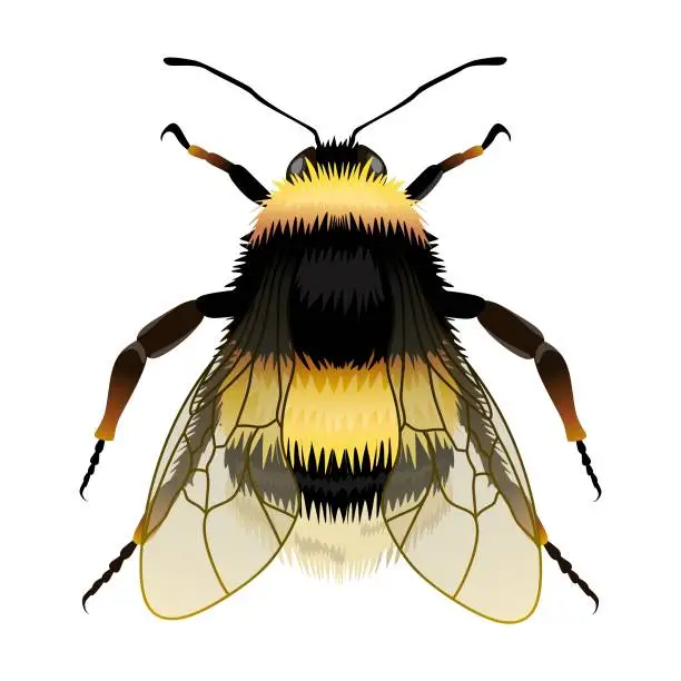 Vector illustration of Bumblebee vector drawing, top view.