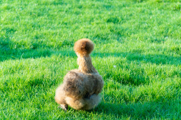 Chicken brown color of Marco Silkie or American Silkie Chicken. walking on green grass. stock photo