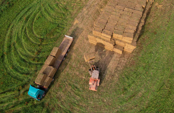 istock Hay Trailer with round bales. Front end loader unloading round bales. Store hay at farm. Hay rolls as Forage feed for beef and dairy cattle, sheep and horses. Making hay in autumn season. 1381180574