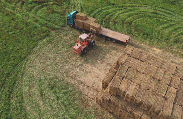 istock Hay Trailer with round bales. Front end loader unloading round bales. Store hay at farm. Hay rolls as Forage feed for beef and dairy cattle, sheep and horses. Making hay in autumn season. 1381180580