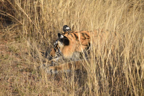 istock Tiger in grassland IV 1381183195