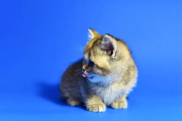 Small kitten of the British chinchilla breed on blue background. Little baby cat lick. Babycat with with open mouth sticking out tongue licks. Family cats and domestic kittens concept