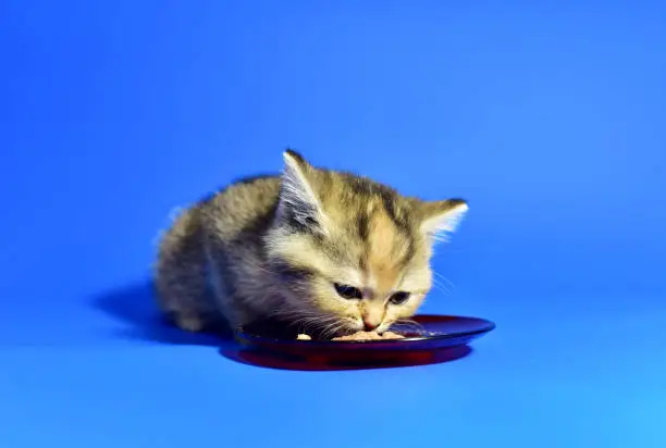 Small kitten of the British chinchilla breed on blue background. Little baby cat lick. Babycat eats from a bowl. Family cats and domestic kittens concept.