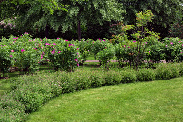 istock green turf grass by spring backyard with blossoms flower bed and trees, natural eco friendly background on theme of gardening and parks landscape with copy space. 1381198874