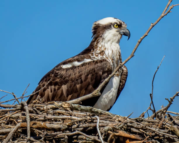 istock Osprey with its catch in flight and on a branch eating 1381206392
