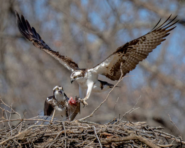 istock Osprey with its catch in flight and on a branch eating 1381206908