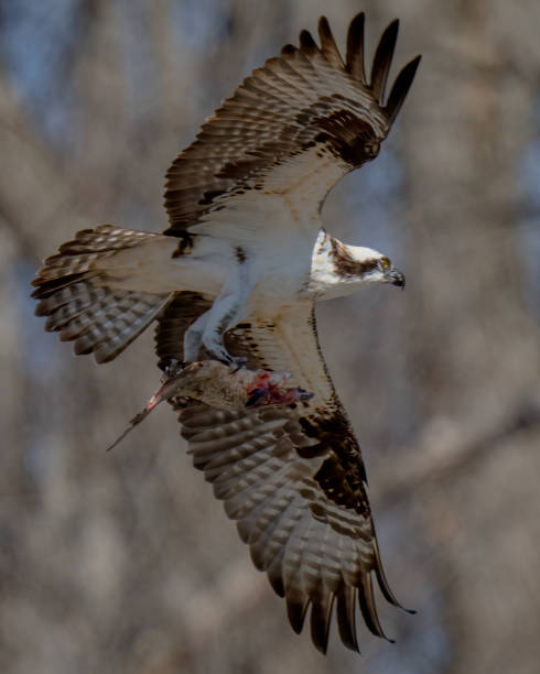 istock Osprey with its catch in flight and on a branch eating 1381206931