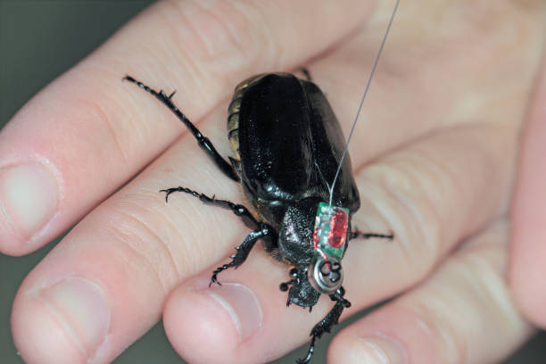 istock The hermit beetle or Russian leather beetle (osmoderma eremita or barnabita) with a tracking radio transmitter. 1381211686