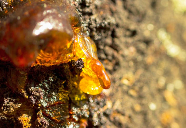 photo macro de la résine ou de l’ambre saignant d’un abricotier - tree resin photos et images de collection